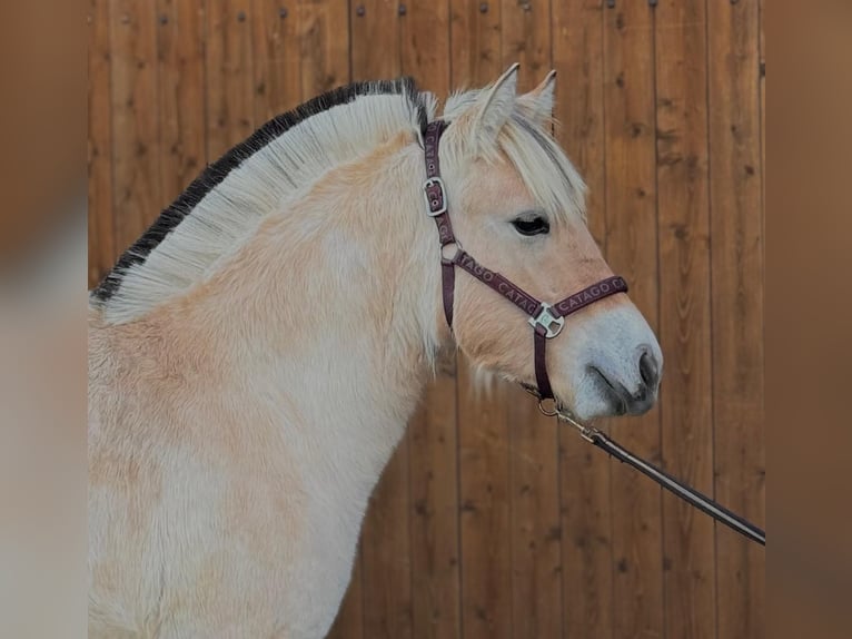 Fjord Horses Mare 1 year 14,1 hh Dun in Steinbergkirche