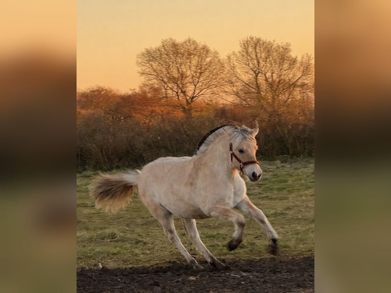 Fjord Horses Mare 1 year 14,1 hh Dun in Steinbergkirche