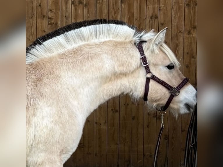 Fjord Horses Mare 1 year 14,1 hh Dun in Steinbergkirche