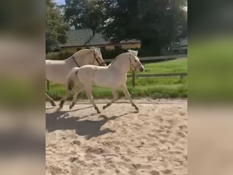 Fjord Horses Mare 1 year 14,1 hh Dun in Steinbergkirche