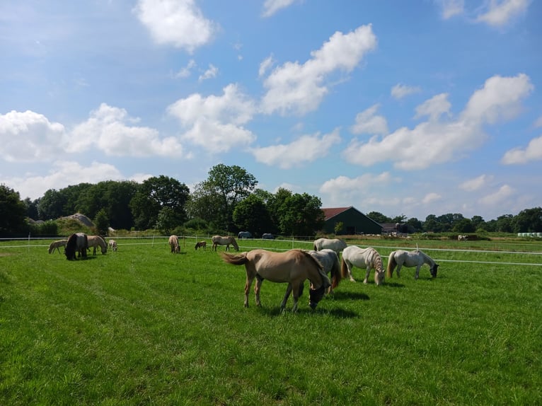 Fjord Horses Mare 1 year 14,1 hh in Boen