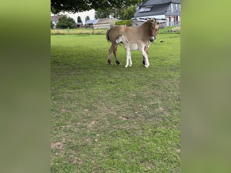 Fjord Horses Mare 1 year 14,2 hh Dun in Marsberg