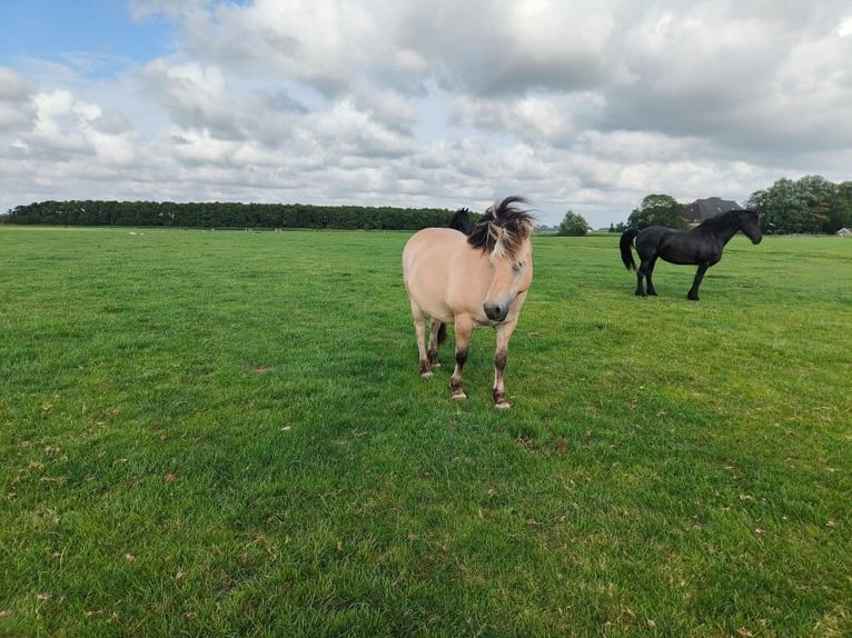 Fjord Horses Mix Mare 1 year in Tzummarum