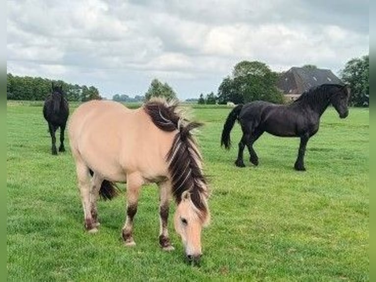 Fjord Horses Mix Mare 1 year in Tzummarum