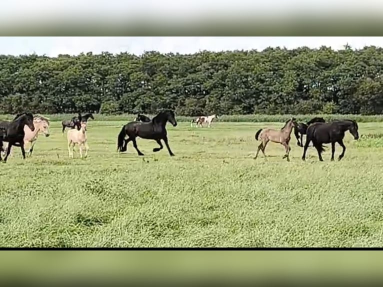 Fjord Horses Mix Mare 1 year in Tzummarum
