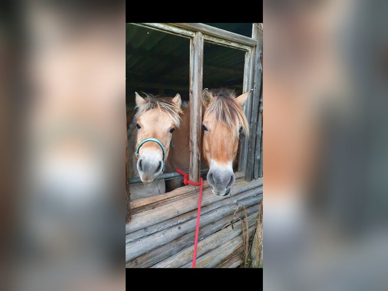 Fjord Horses Mare 1 year Dun in Weida