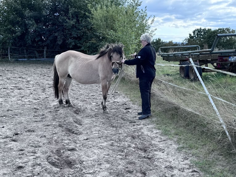 Fjord Horses Mare 22 years 13,2 hh Dun in Lahnau