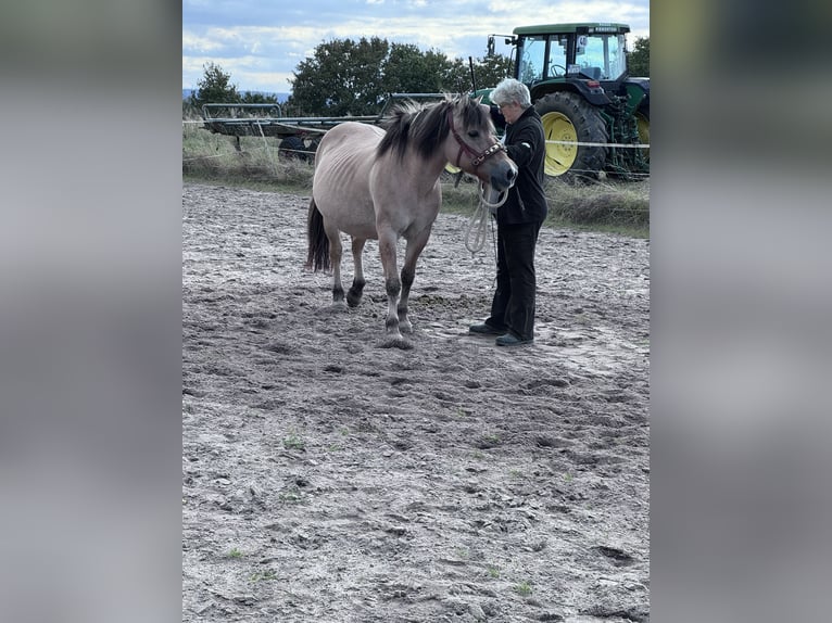 Fjord Horses Mare 22 years 13,2 hh Dun in Lahnau