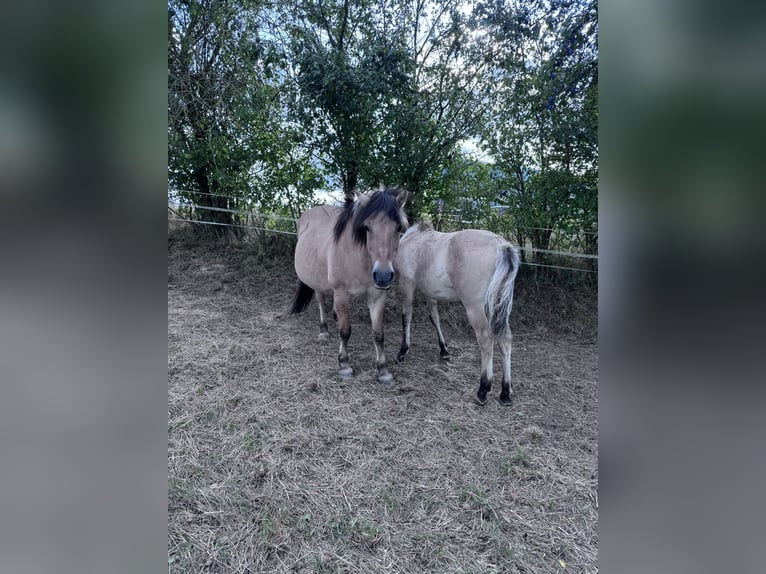 Fjord Horses Mare 22 years 13,2 hh Dun in Lahnau