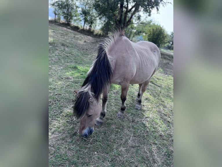 Fjord Horses Mare 22 years 13,2 hh Dun in Lahnau