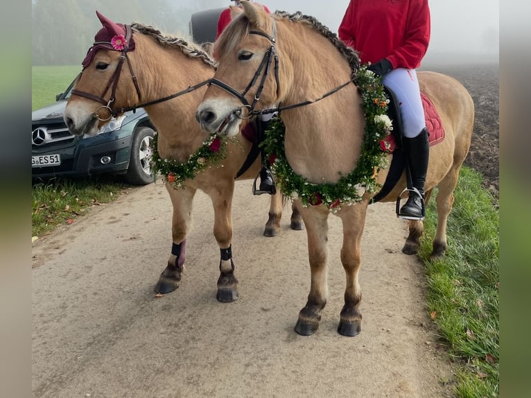 Fjord Horses Mare 23 years 13,3 hh in Schwenningen