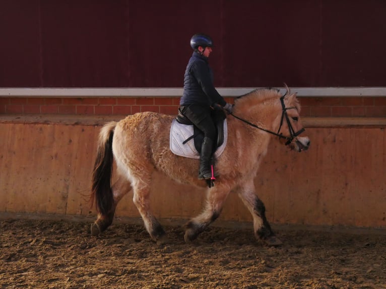 Fjord Horses Mare 25 years 13,3 hh in Dorsten