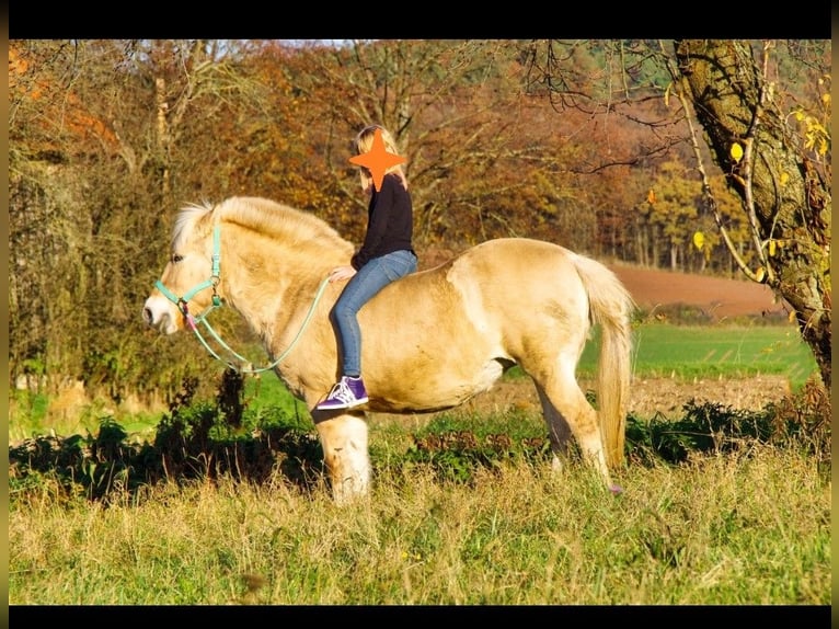 Fjord Horses Mare 25 years 14,1 hh Dun in Rattelsdorf