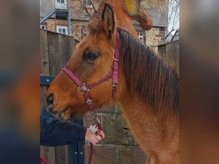 Fjord Horses Mix Mare 28 years 14,2 hh Dun in Gelnhausen