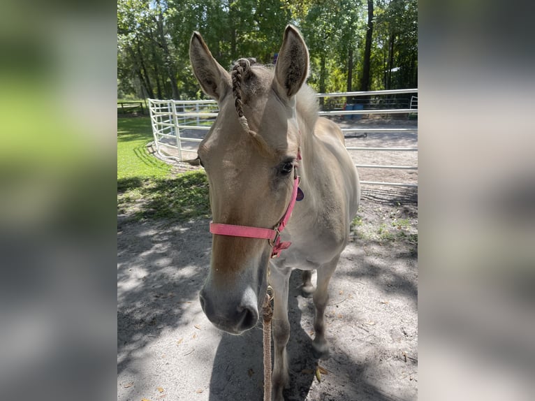 Fjord Horses Mare 2 years 12 hh Dun in Saint Augustine