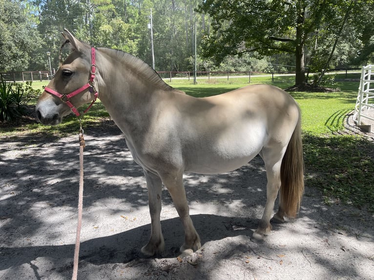 Fjord Horses Mare 2 years 12 hh Dun in Saint Augustine