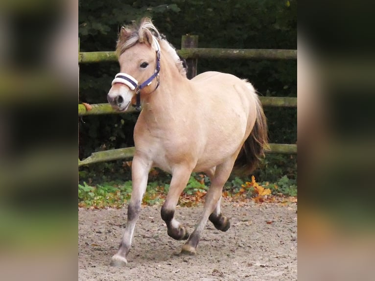 Fjord Horses Mare 2 years 12,1 hh in Dorsten