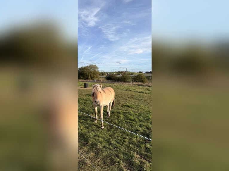 Fjord Horses Mare 2 years 13,1 hh Dun in Steinefrenz