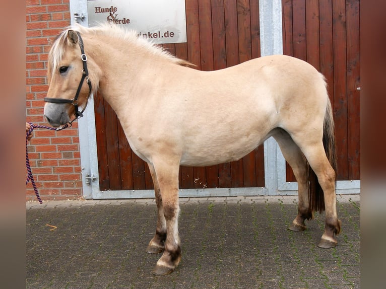 Fjord Horses Mare 2 years 14.1 hh  in Dorsten