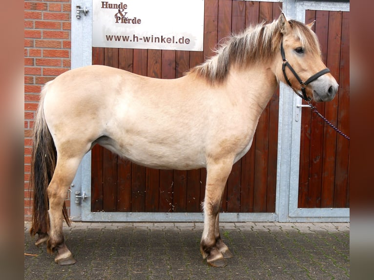 Fjord Horses Mare 2 years 14.1 hh  in Dorsten