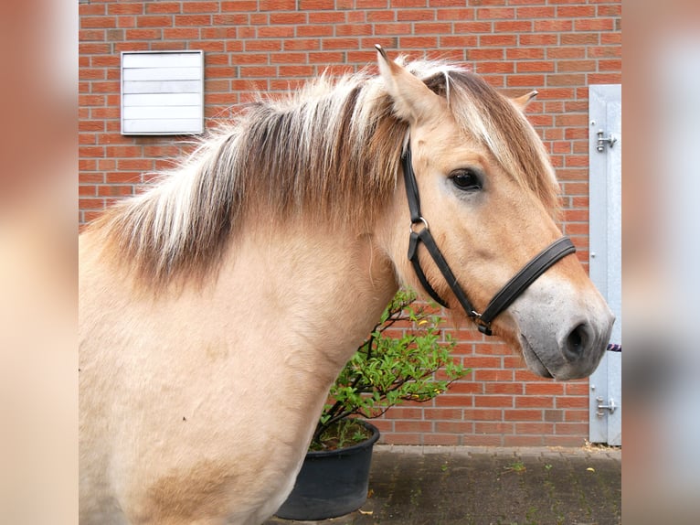 Fjord Horses Mare 2 years 14.1 hh  in Dorsten