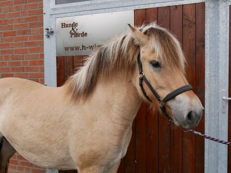 Fjord Horses Mare 2 years 14.1 hh  in Dorsten