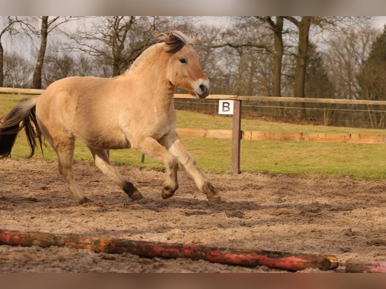 Fjord Horses Mare 2 years 14 hh Dun in Alt Duvenstedt