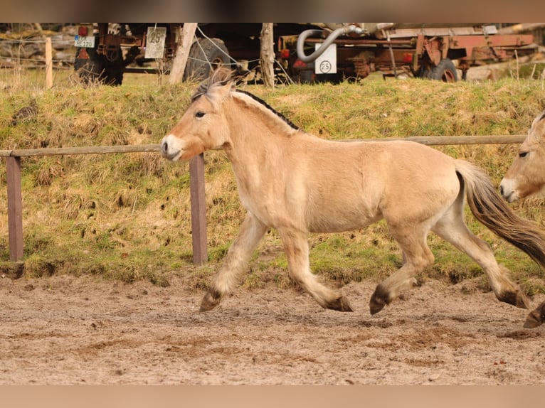 Fjord Horses Mare 2 years 14 hh Dun in Alt Duvenstedt