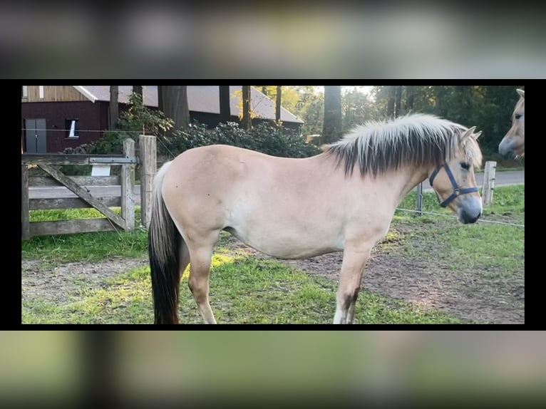 Fjord Horses Mare 2 years 14 hh Dun in Oud Ootmarsum