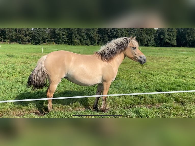 Fjord Horses Mare 2 years 14 hh Dun in Oud Ootmarsum