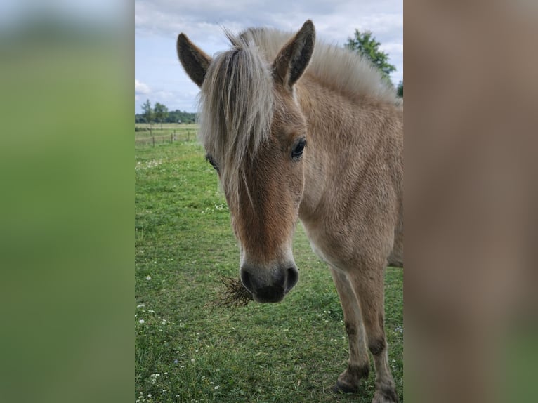 Fjord Horses Mare 2 years 14 hh  in Borsbeek