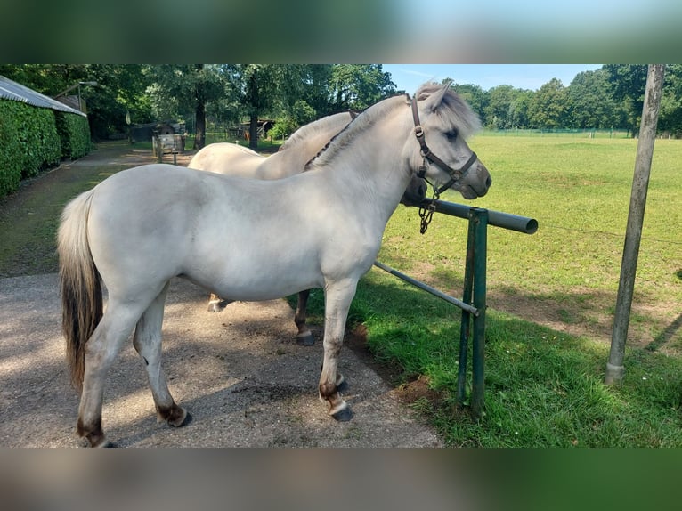 Fjord Horses Mare 2 years  in Halle-Zoersel