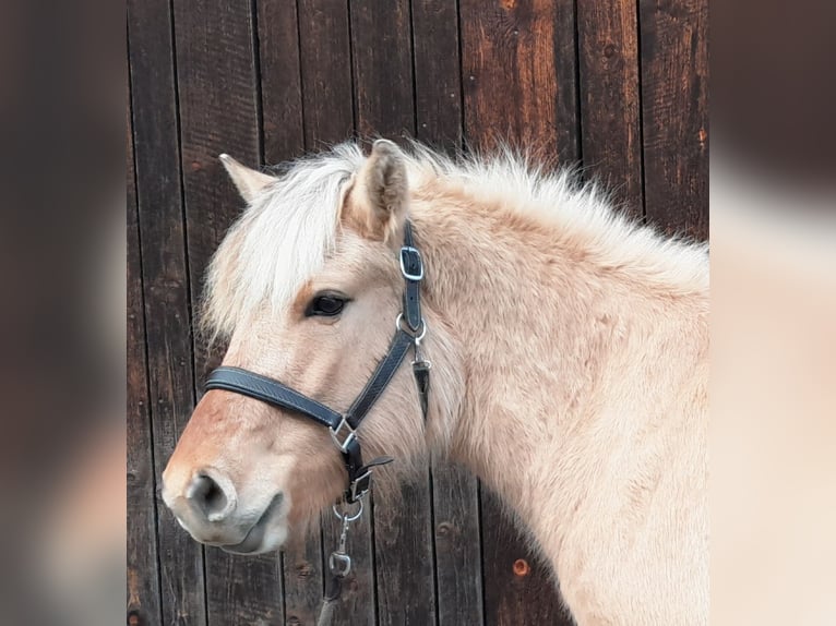 Fjord Horses Mare 3 years 13,2 hh Dun in Übelbach