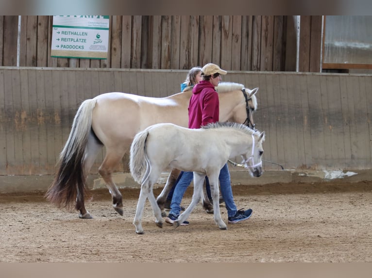 Fjord Horses Mare 3 years 13,3 hh Dun in Walderbach