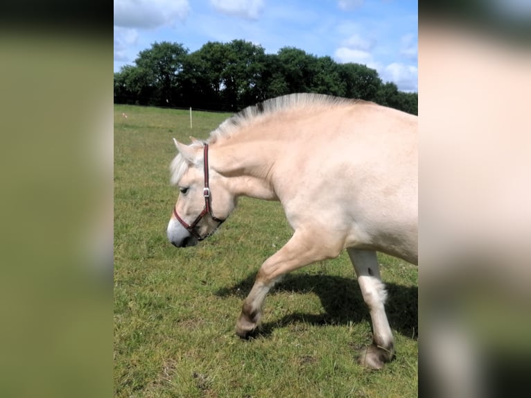 Fjord Horses Mare 3 years 13,2 hh Dun in Vi&#xF6;l