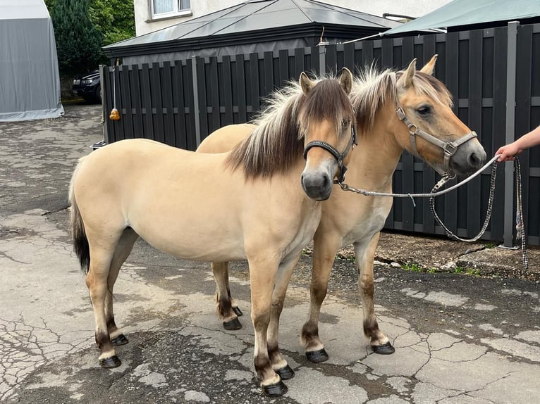 Fjord Horses Mare 3 years 13,2 hh Dun in Morsbach