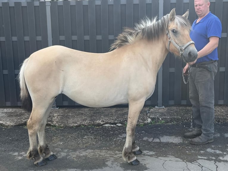 Fjord Horses Mare 3 years 13,2 hh Dun in Morsbach