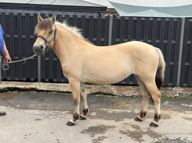 Fjord Horses Mare 3 years 13,2 hh Dun in Morsbach