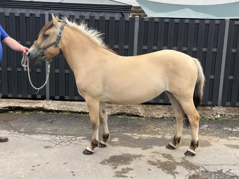 Fjord Horses Mare 3 years 13,2 hh Dun in Morsbach