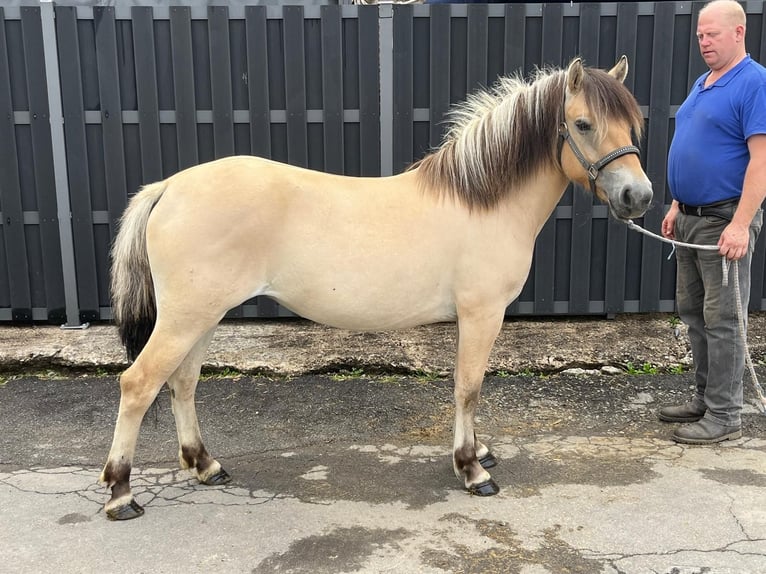 Fjord Horses Mare 3 years 13,2 hh Dun in Morsbach