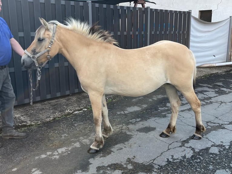 Fjord Horses Mare 3 years 13,2 hh Dun in Morsbach