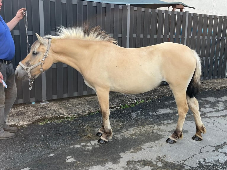 Fjord Horses Mare 3 years 13,2 hh Dun in Morsbach
