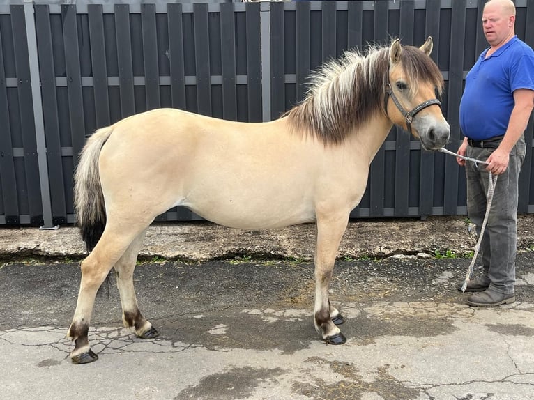 Fjord Horses Mare 3 years 13,2 hh Dun in Morsbach