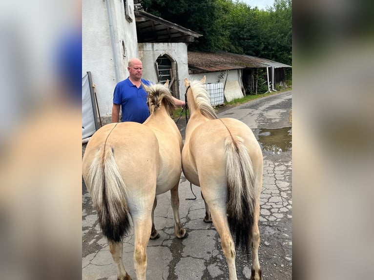 Fjord Horses Mare 3 years 13,2 hh Dun in Morsbach