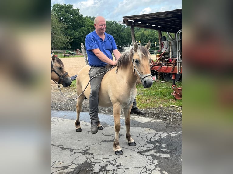 Fjord Horses Mare 3 years 13,2 hh Dun in Morsbach