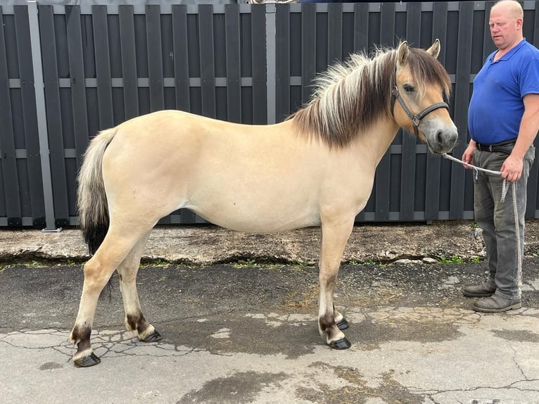 Fjord Horses Mare 3 years 13,2 hh Dun in Morsbach