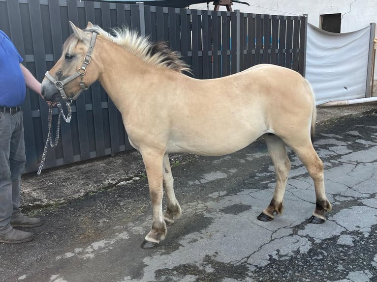 Fjord Horses Mare 3 years 13,2 hh Dun in Morsbach