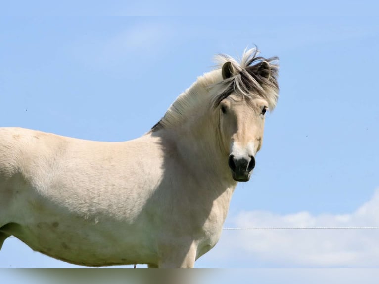 Fjord Horses Mare 3 years 13,3 hh Dun in Alt Duvenstedt