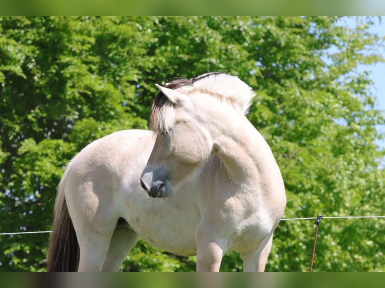 Fjord Horses Mare 3 years 13,3 hh Dun in Alt Duvenstedt