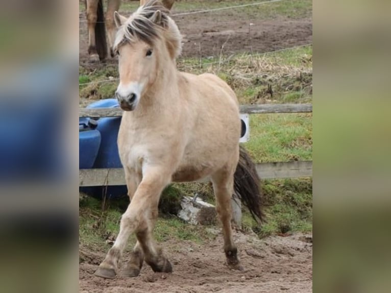 Fjord Horses Mare 3 years 13,3 hh Dun in Alt Duvenstedt